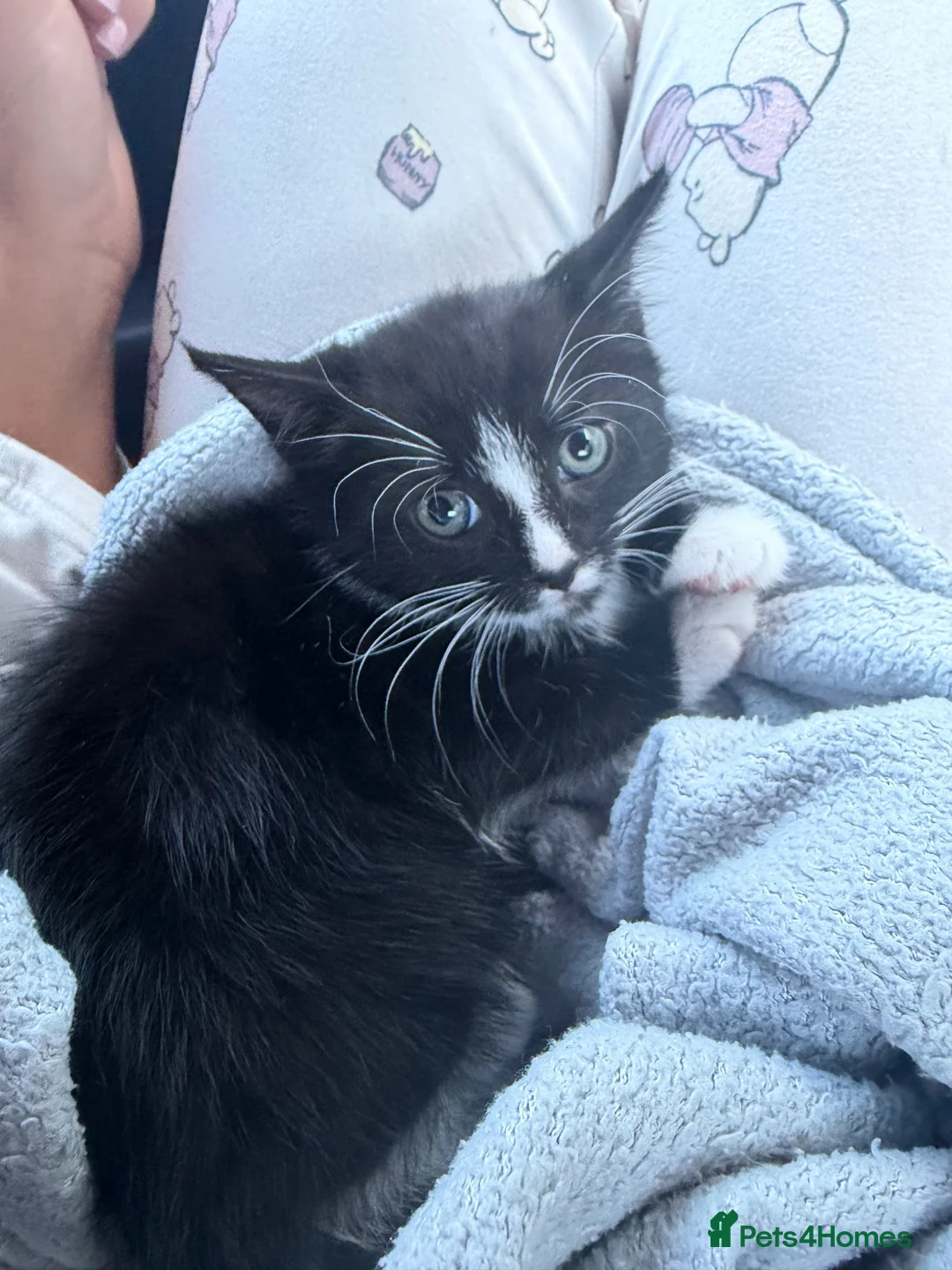 Domestic Shorthair cats for sale: Shorthair tuxedo kitten  in Wirral - Advert 4
