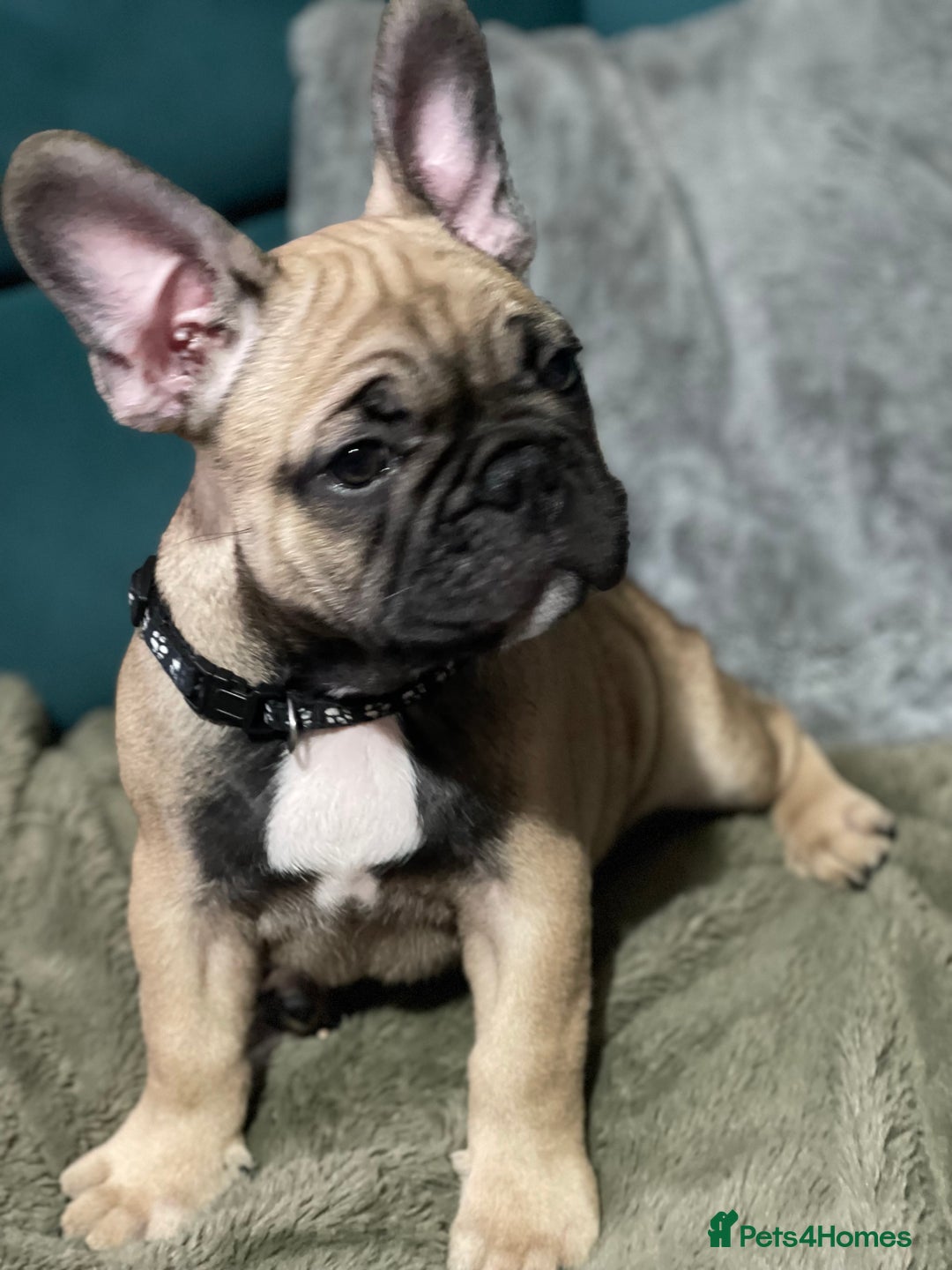 French Bulldog dogs for sale: KcFrenchiePup-HealthTestedParents-Lastone-Readynow in Derby - Image 10