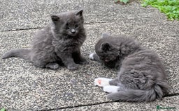 British Longhair cats for sale: Fluffy Grey British Longhair Kittens - Image 1