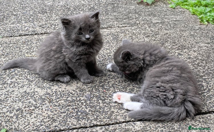 British Longhair cats - Advert 1