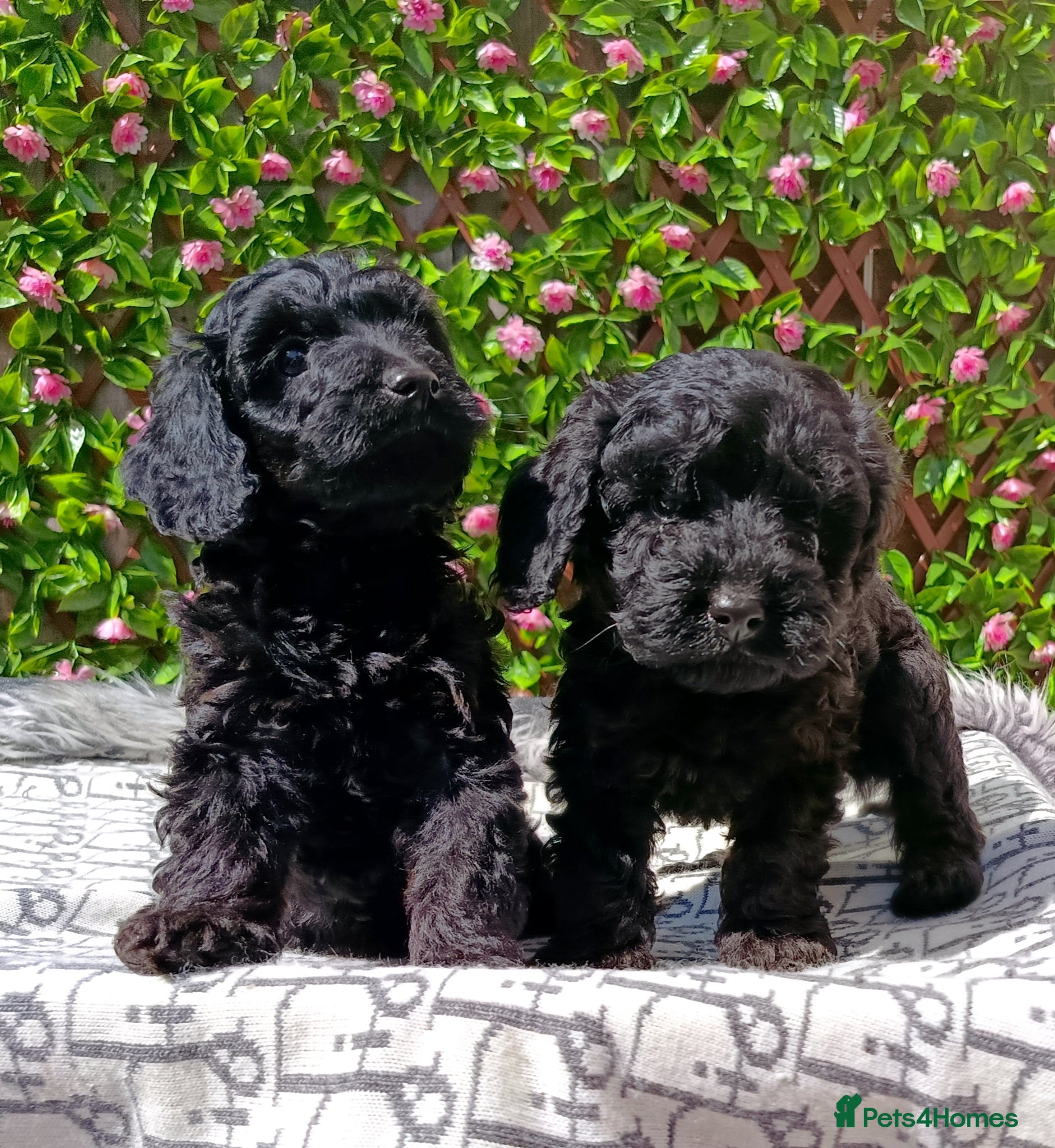 Cavapoo dogs for sale: FULLY VAX F1 CAVAPOO EXTENSIVELY H TESTED TOY SIZE - Advert 9