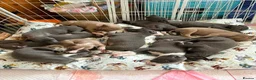 Whippet dogs for sale: Whippet puppies for sale in Grimsby - Advert 2