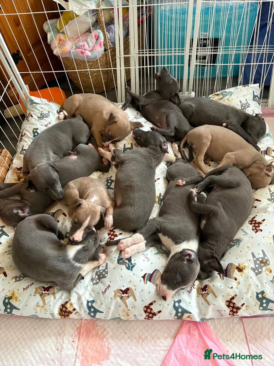 Whippet dogs for sale: Whippet puppies for sale in Grimsby - Advert 2