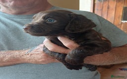 Cocker Spaniel dogs for sale: Working cocker spaniel pups  - Image 8