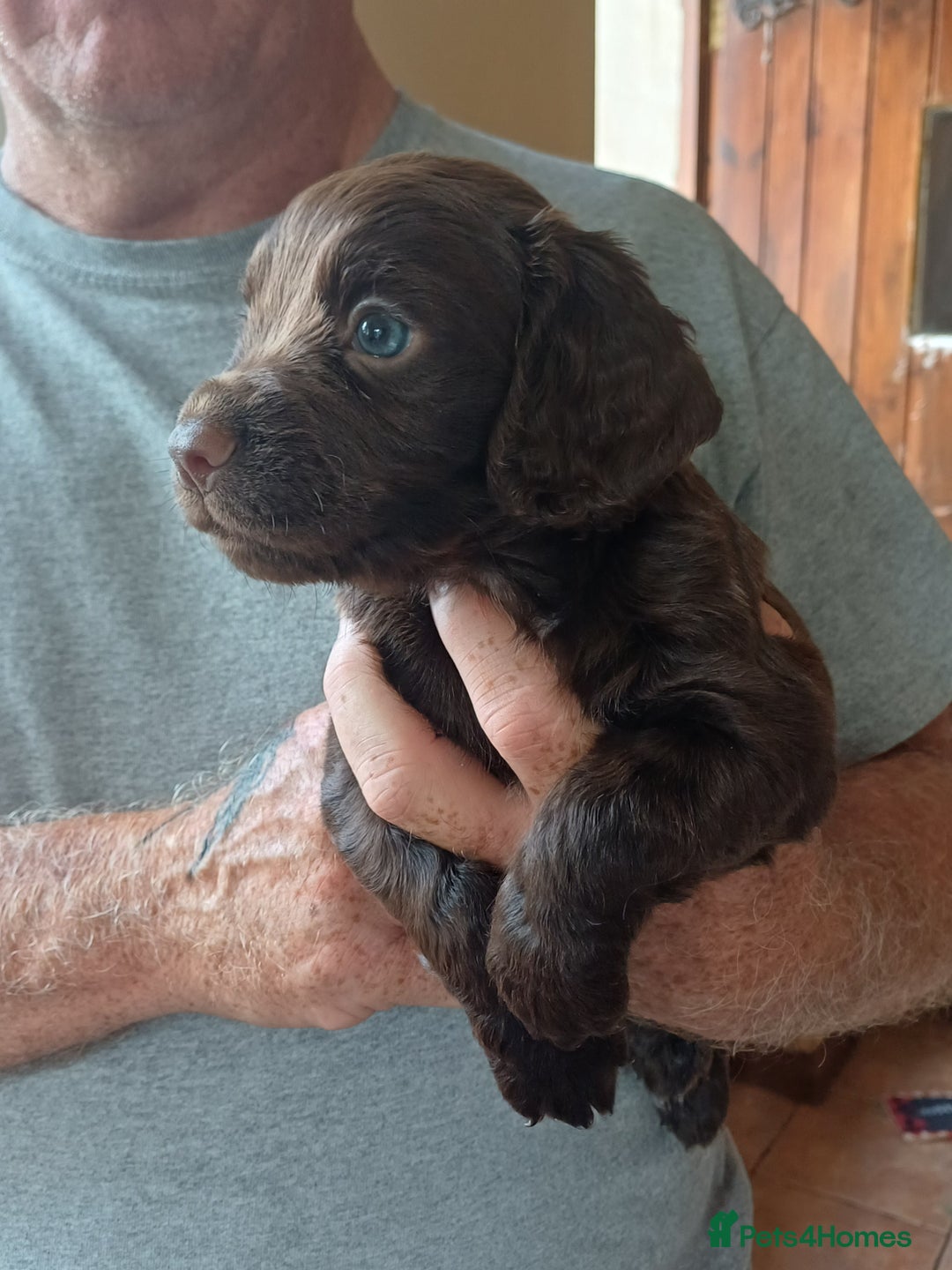 Cocker Spaniel dogs for sale: Working cocker spaniel pups  - Image 8