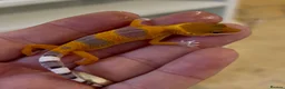 Leopard Gecko reptiles for sale: Leopard Gecko Babies - Advert 8