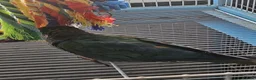 Conures birds for sale: Beautiful Hand-Tame Conures - Advert 12