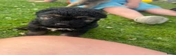 Mixed Breed dogs for sale: 7 beautiful Malkita x puppies with unique colours  - Advert 14