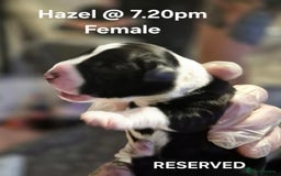Border Collie dogs for sale: Border Collie pups - Image 8
