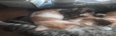 Ginger and white