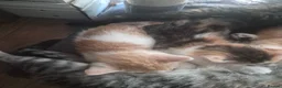 British Longhair cats for sale: Beautiful kittens - Advert 4