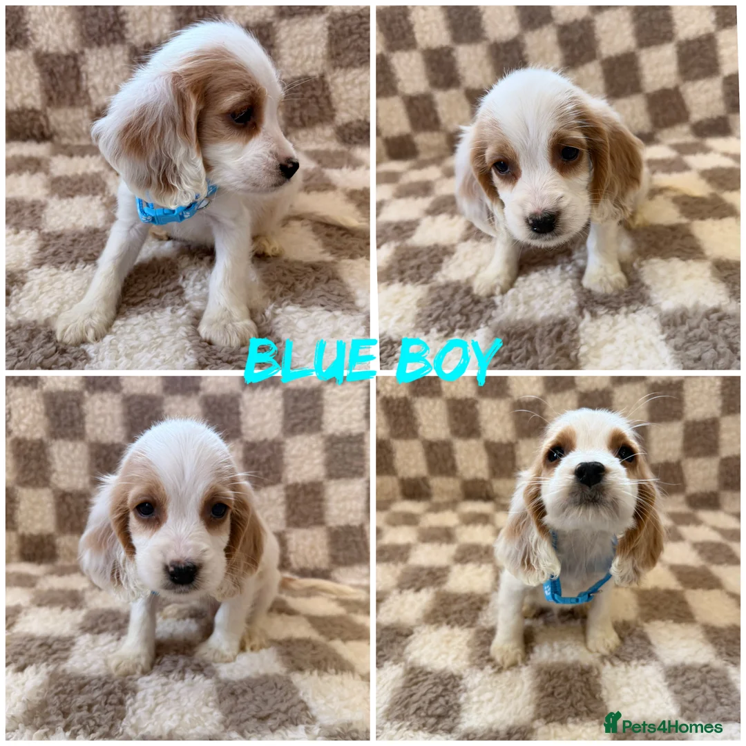 Cocker Spaniel dogs for sale: ⭐️BEAUTIFUL COCKER SPANIEL READY NOW ⭐️ - Advert 9
