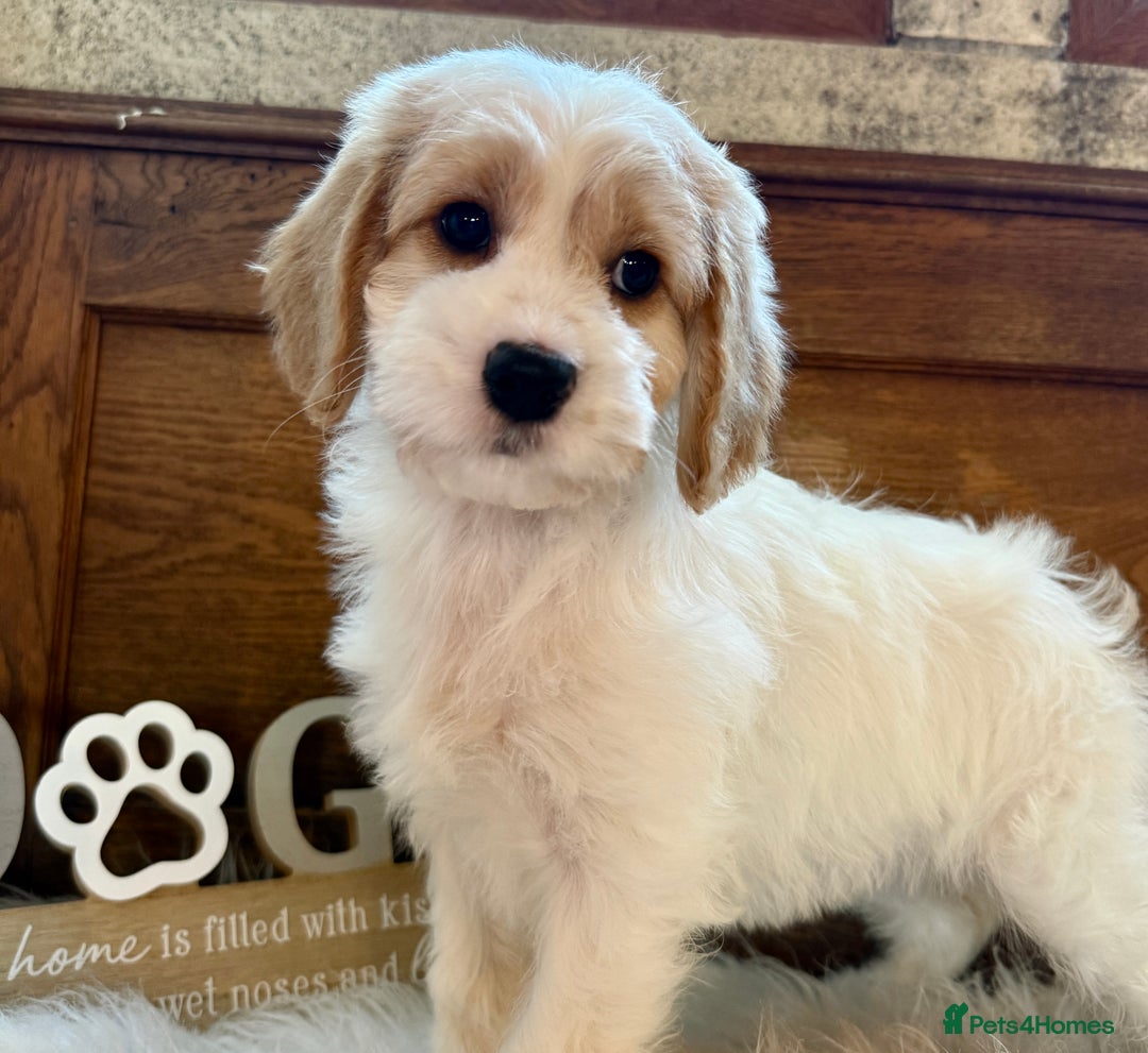 Cockapoo dogs for sale: Gorgeous Cockapoo puppies - Advert 20