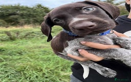 German Shorthaired Pointer dogs for sale: 3boys 3girls left ‼️Stunning Litter of GSP puppies - Image 39
