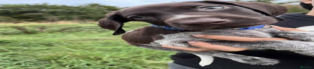German Shorthaired Pointer Puppy 7