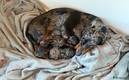 Dachshund dogs for sale: Dapple Dachshund Puppies - Image 2