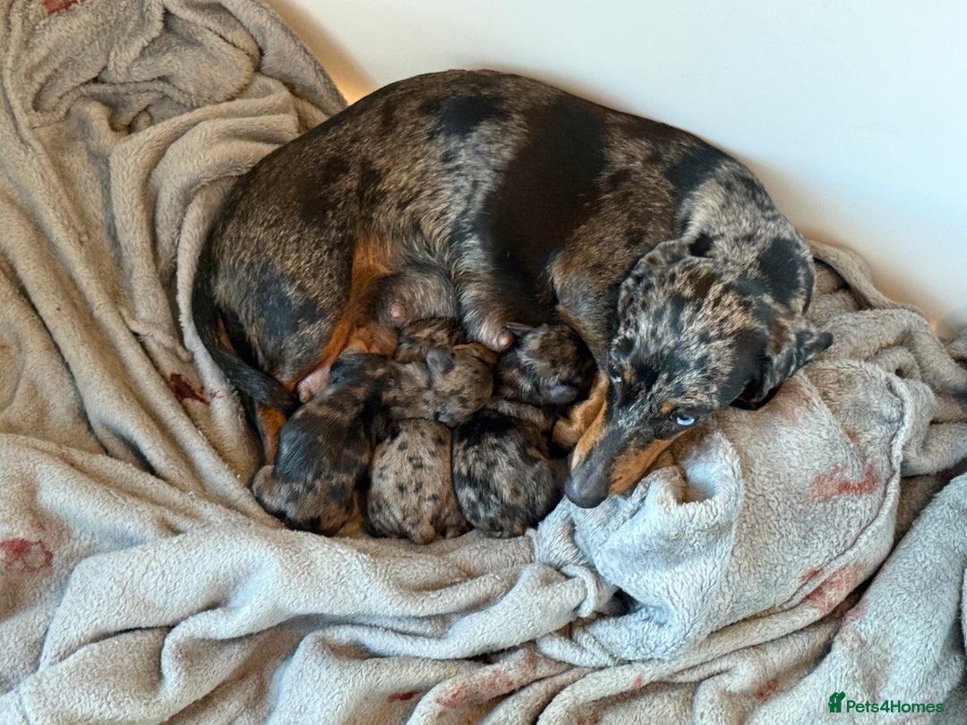 Dachshund dogs for sale: Dapple Dachshund Puppies - Image 2