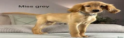 Goldendoodle dogs for sale: FULLY VACCINATED AND ABLE TO GO OUT ON WALKS.  - Advert 22