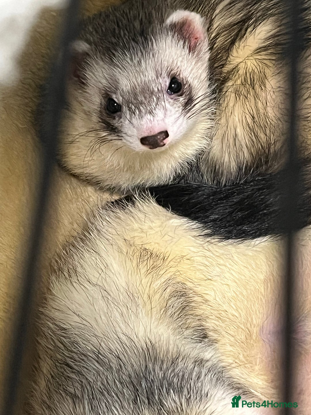 Ferret rodents for sale: Ferret Hobs (not housed together) - Image 2