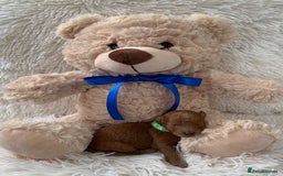 Poochon dogs for sale: Beautiful Poochon Puppies 🐾 - Image 4