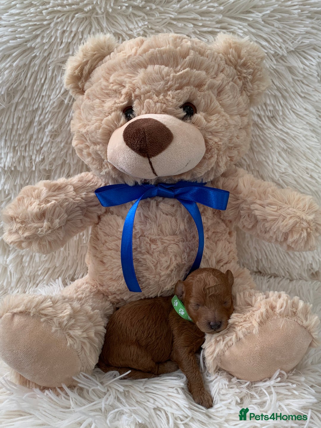 Poochon dogs for sale: Beautiful Poochon Puppies 🐾 - Image 4