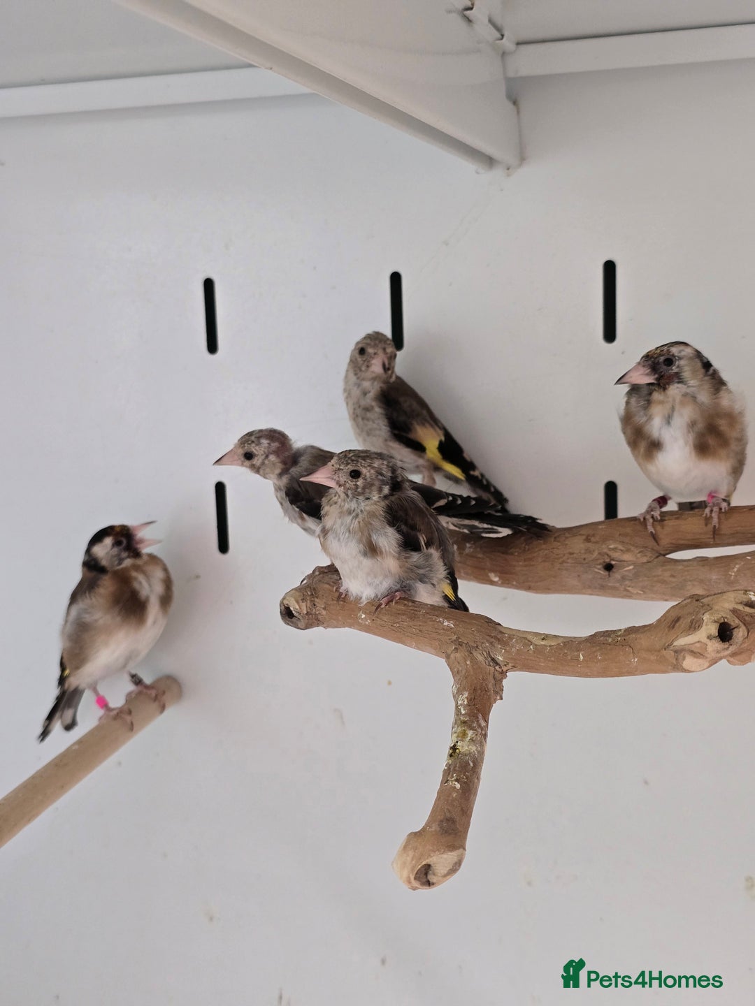 Canaries birds for sale: Beautiful Canaries, Goldfinches, Zebras, Bengies!! - Image 4