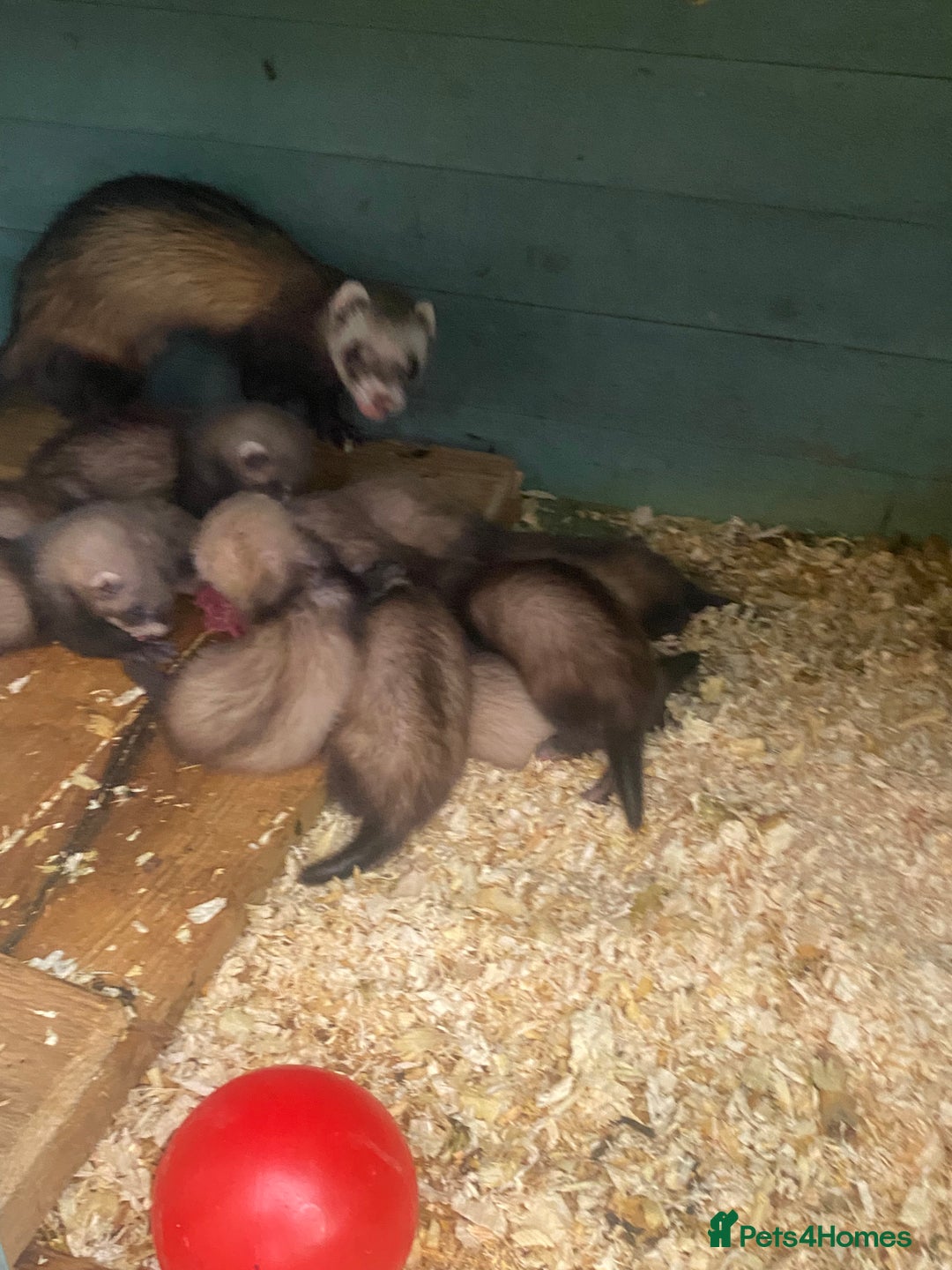 Ferret rodents for sale: Ferrets for sale  - Image 2
