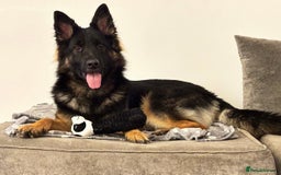German Shepherd dogs for sale: Scar - Male German Shepherd - Image 1