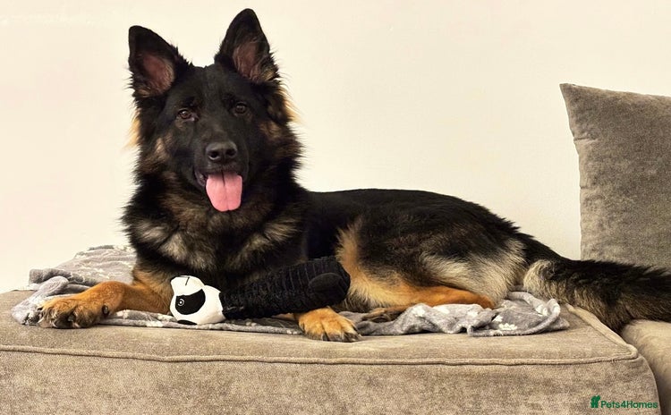 German Shepherd dogs - Advert 1