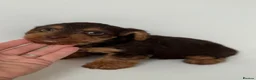 Mixed Breed dogs for sale: 5 Beautiful Chocolate brown & Tan Puppies  in Egham - Advert 8