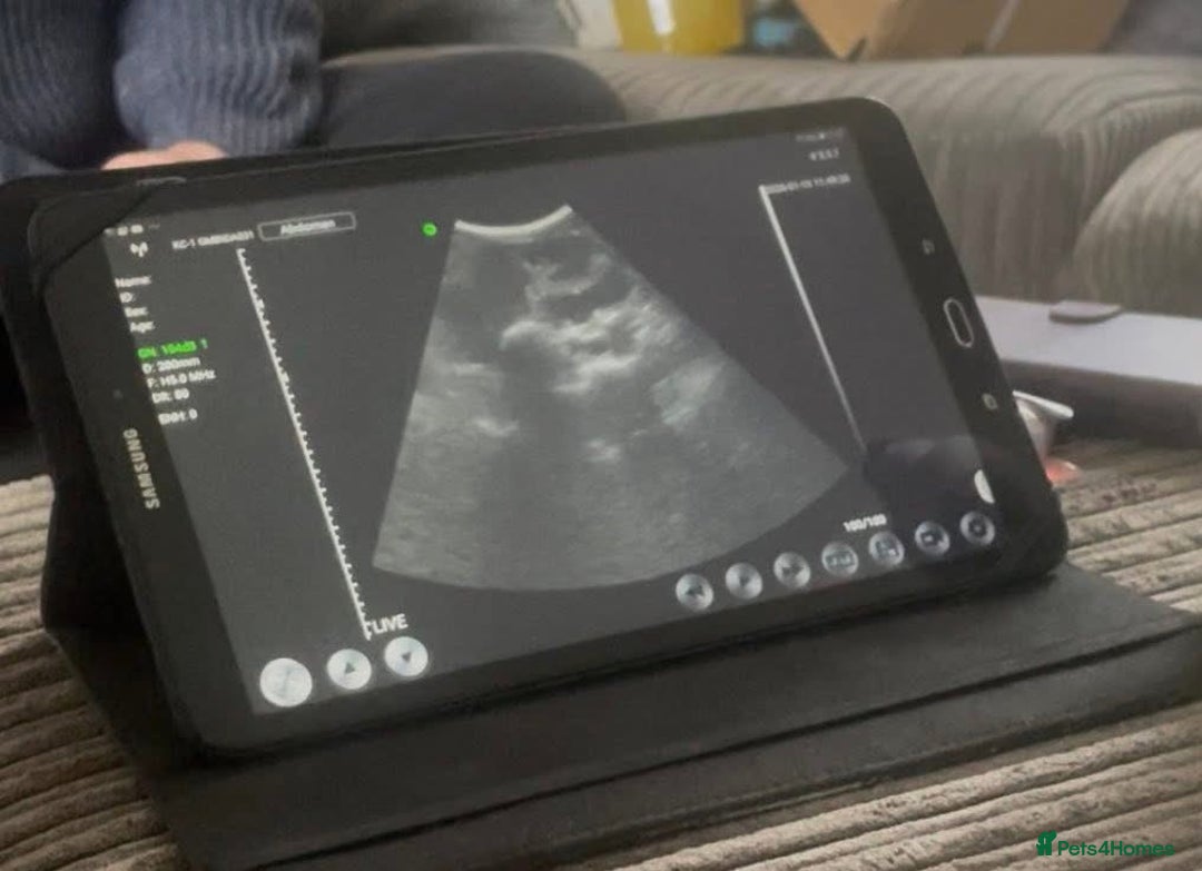 English Springer Spaniel dogs for sale: KC Working Line Springer Litter Confirmed  - Advert 3