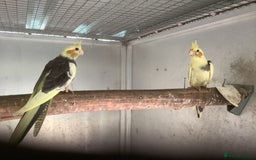 Cockatiels birds for sale: 2025  Cockatiels and Budgies - Image 4