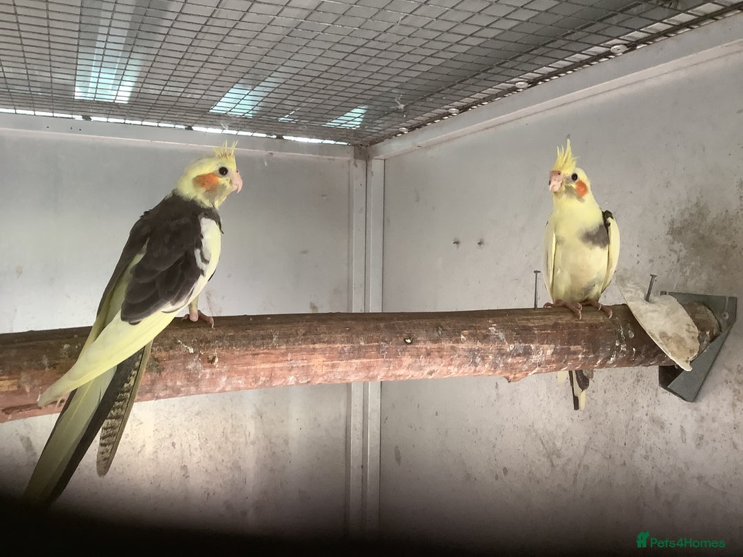 Cockatiels birds for sale: 2025  Cockatiels and Budgies - Image 4