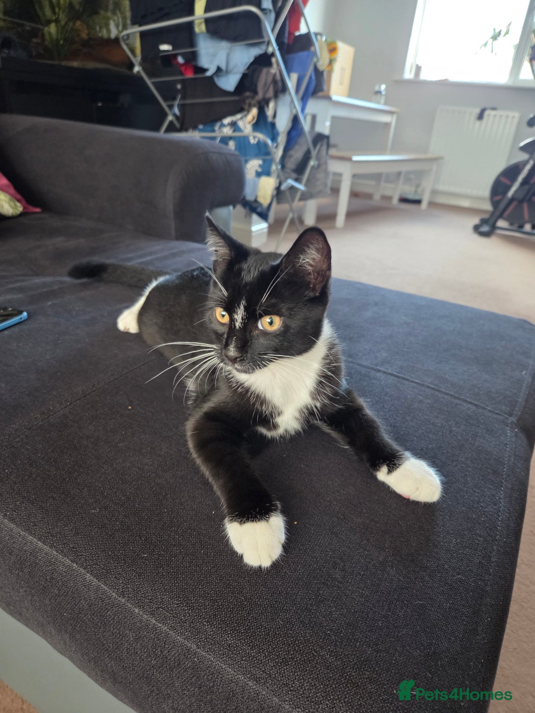 Mixed Breed cats for sale: Mr Shy  - Image 6