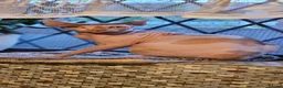 Sphynx cats for sale: Ready to go Canadian Sphynx Champion father line.  - Advert 4