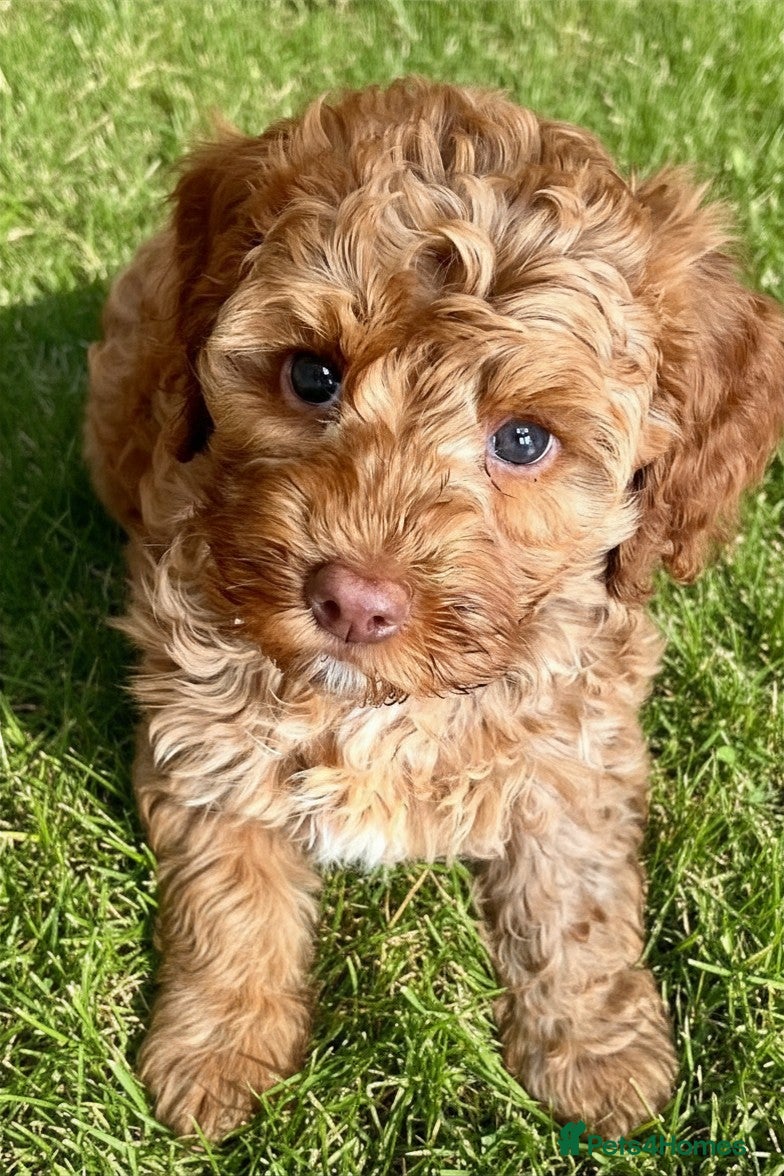 Australian Labradoodle dogs ♥️Adorable girl Pup♥️Australian labradoodle - Advert 5