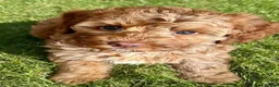 Australian Labradoodle dogs for sale: ♥️♥️price drop/Lovely girl/Australian labradoodle - Advert 18