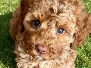 Australian Labradoodle dogs ♥️Adorable girl Pup♥️Australian labradoodle - Advert 5