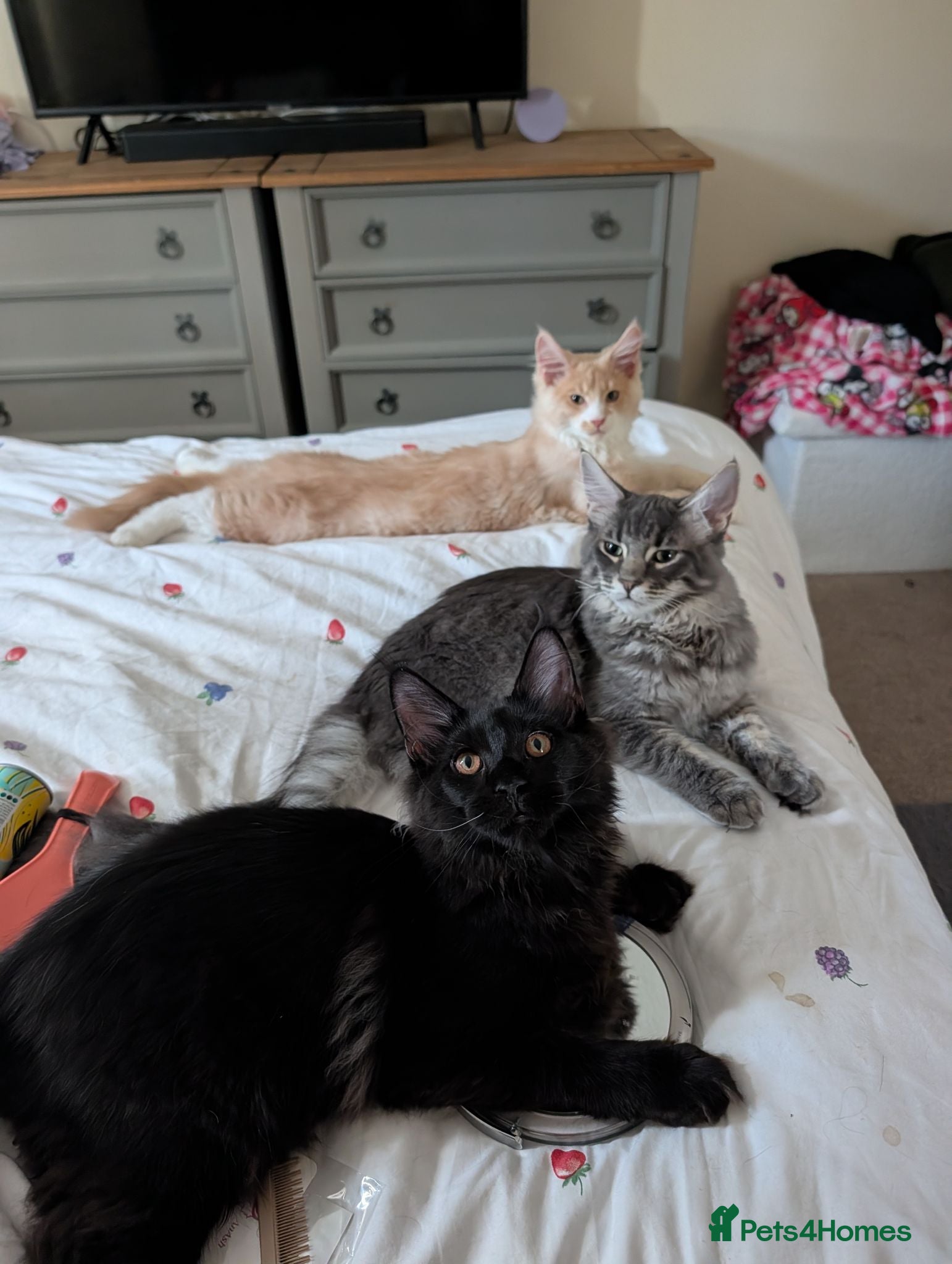 Maine Coon cats 3 male Mainecoons  - Advert 1