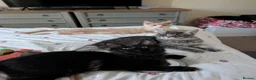 Maine Coon cats for sale: 3 male Mainecoons  - Advert 1