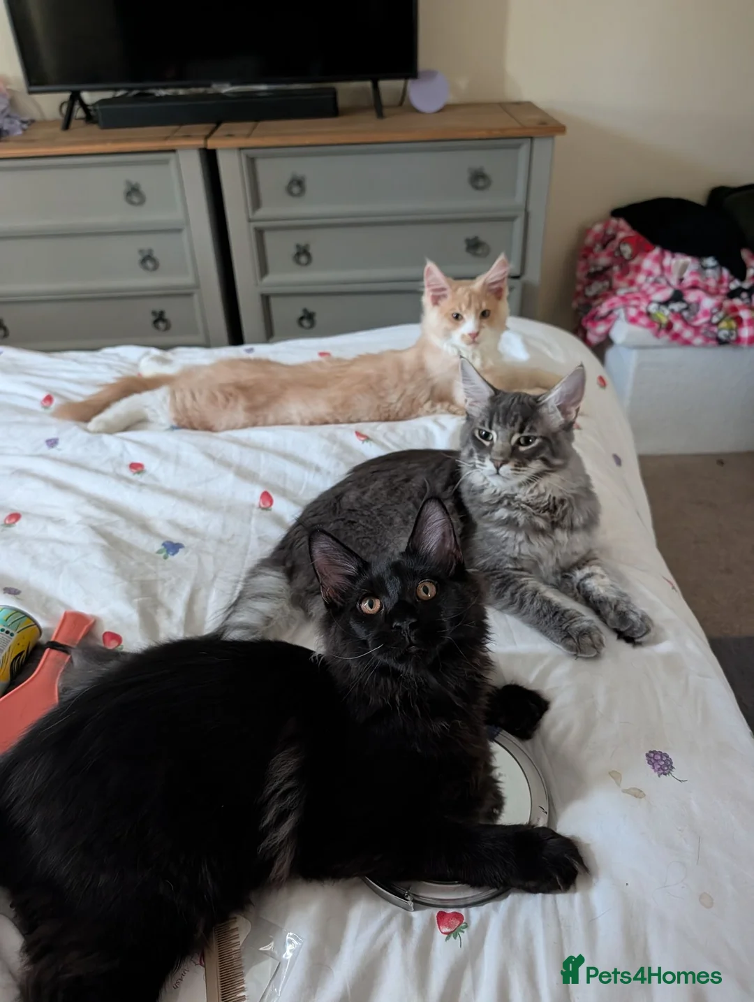 Maine Coon cats for sale: 3 male Mainecoons  - Advert 1