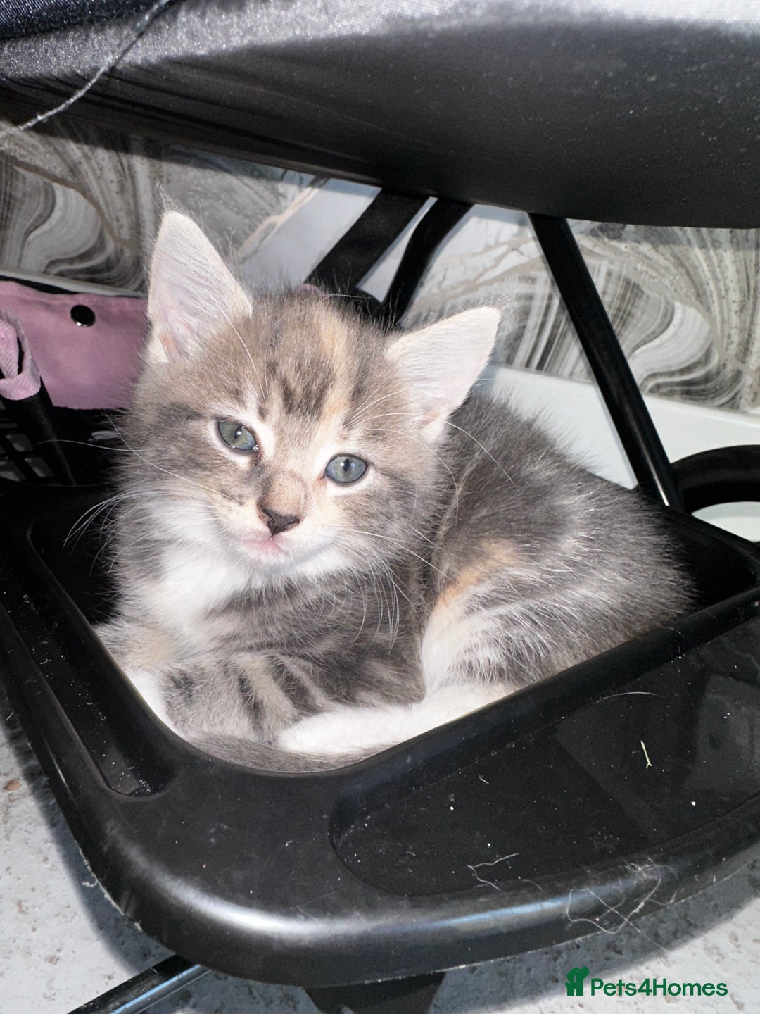 Domestic Shorthair cats for sale: Domestic shorthair kittens - Image 2