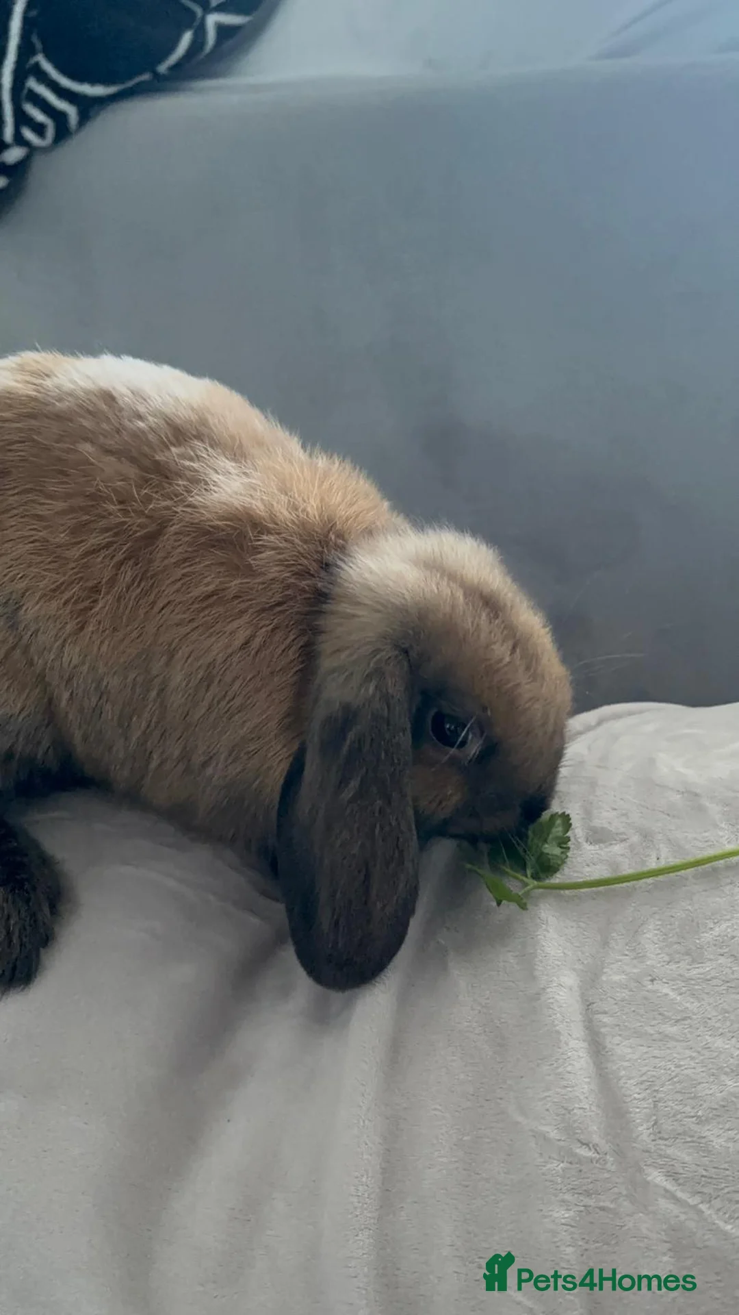 Mini Lop rabbits for sale: Male mini lop needing new indoor home in Basildon - Advert 1