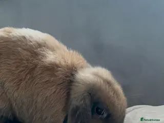 Mini Lop rabbits Male mini lop needing new indoor home - Advert 11