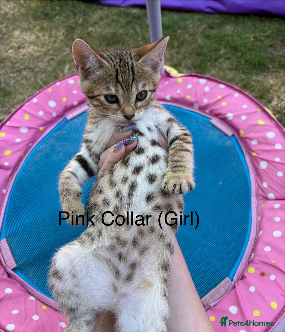 Bengal cats for sale: Beautiful litter of spotted Bengal kittens - Ready - Image 23