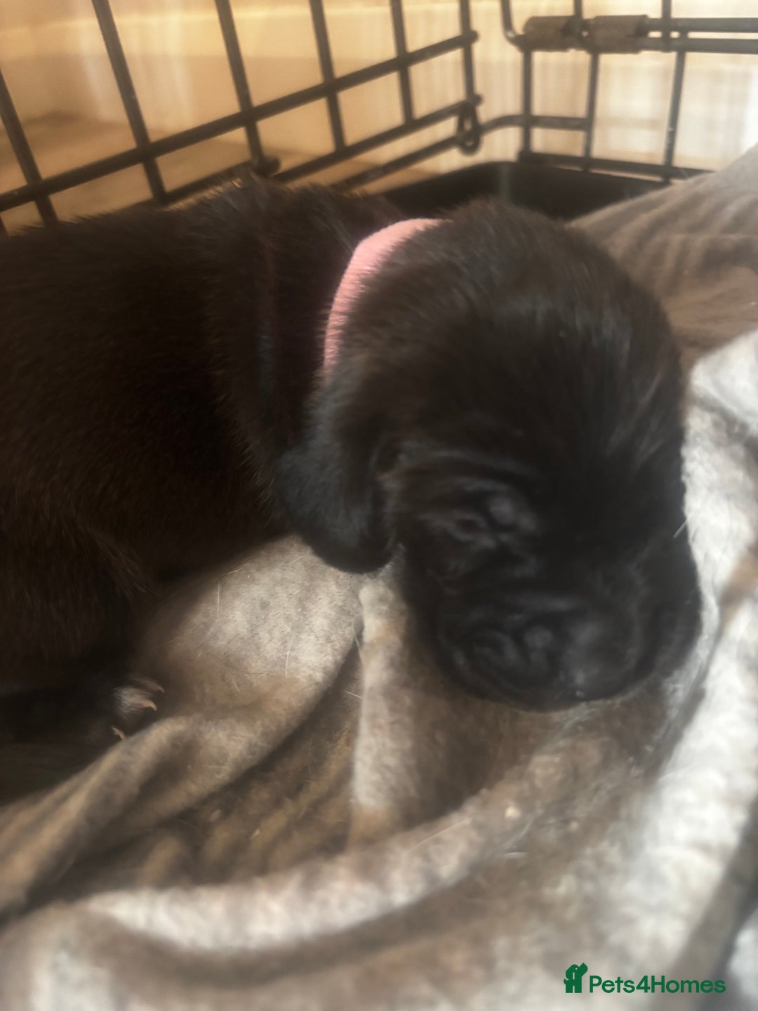 Mixed Breed dogs for sale: Cocker spaniel x bagal x miniature dashound - Advert 19