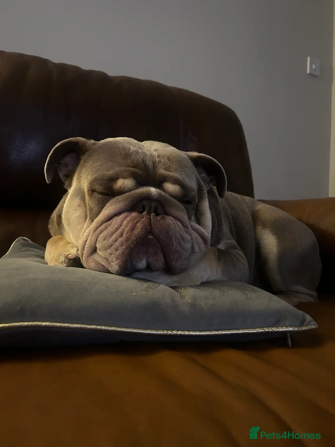 English Bulldog dogs for stud: English bulldog for stud  - Advert 3