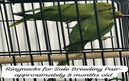 Ringnecks birds for sale: Ring neck Parrots  - Image 1
