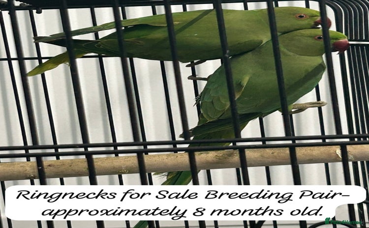 Ringnecks birds - Advert 3