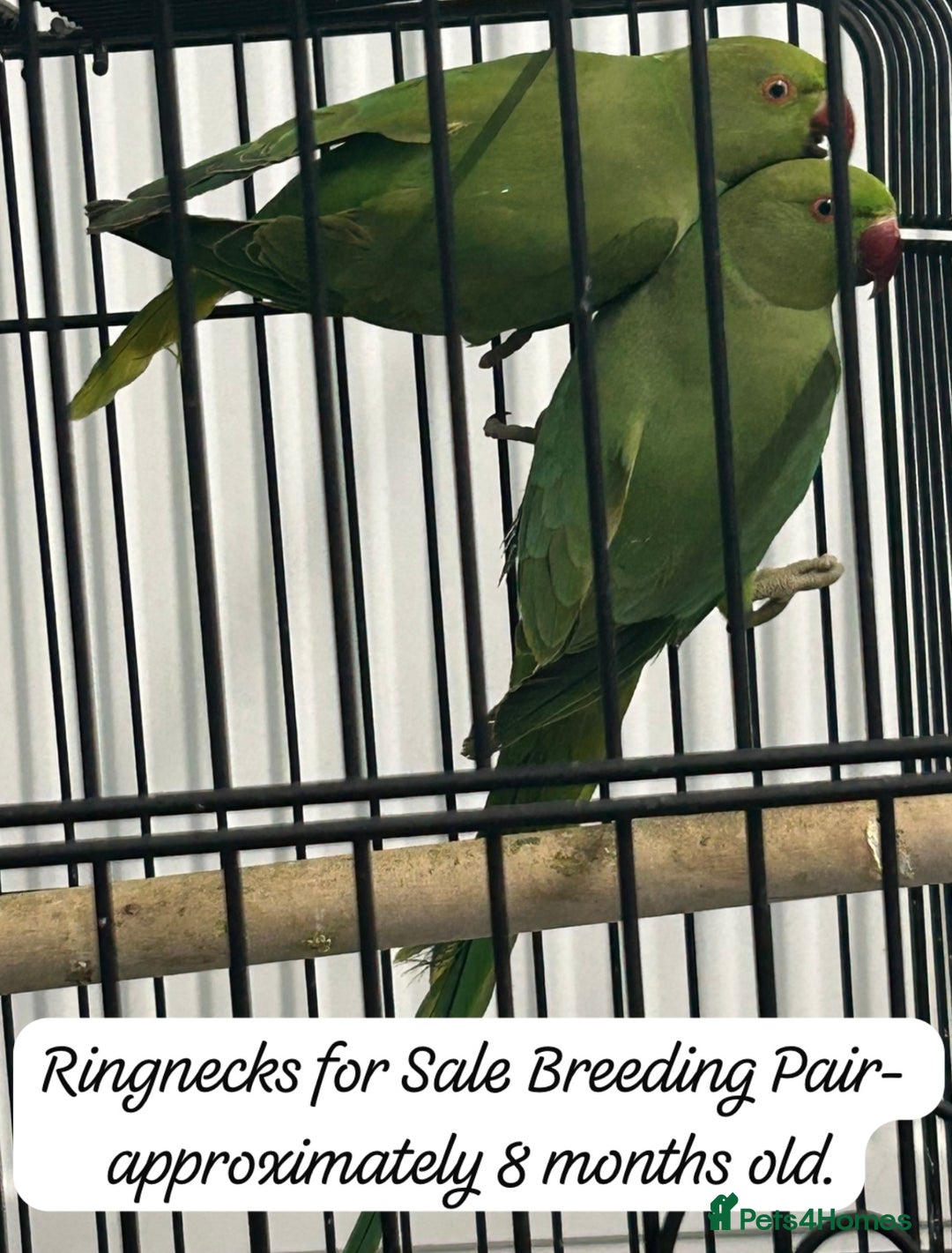 Ringnecks birds for sale: Ring neck Parrots  - Image 1